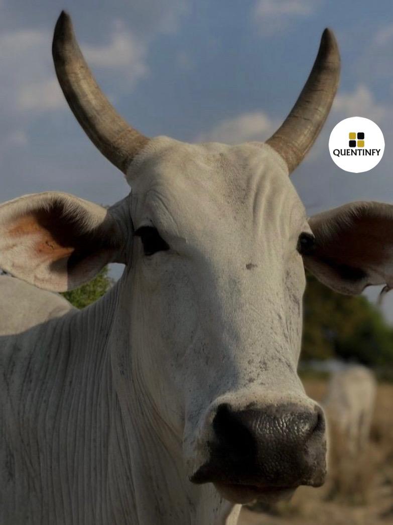 Farmer in a corn field